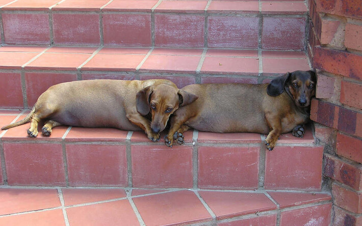 Собаки, получившие ВНЖ в Испании